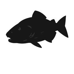 Black Tiger Trout