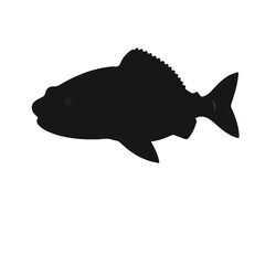 Black Tiger Trout Animal