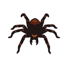 Texas Brown Tarantula
