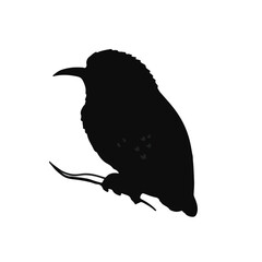 Tawny Frogmouth Illustration