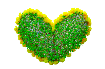 Heart-shaped Hedge cut tree with yellow petals flower around on Transparent Background.	
