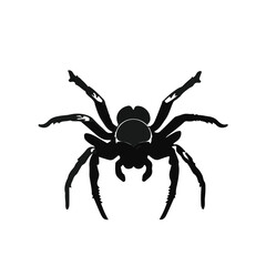 Tarantula Hawk Black Insect