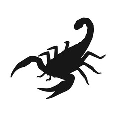Tailless Whip Scorpion Illustration