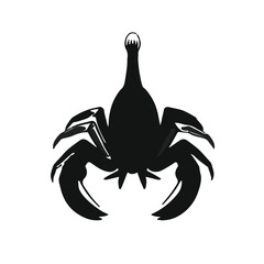 Tailless Whip Scorpion