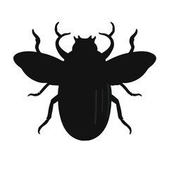 June Beetle Collection