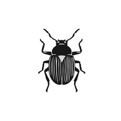 June Beetle Illustration