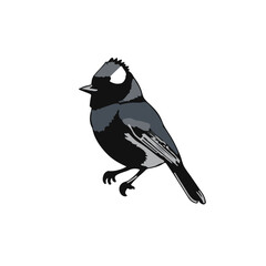 Black Tufted Titmouse