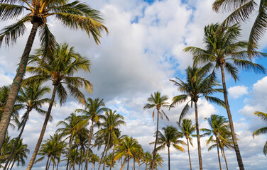 Obraz premium Summer vacation in Florida. Palm tree of California. Tropical beach in Miami. Tropical outdoor scene with palm tree. Tropical summer vacation. Exotic nature. Palm tree. Tropical palm grove