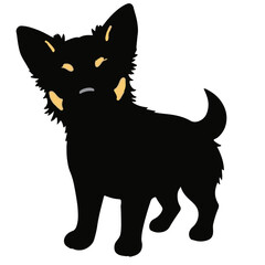 Black Toy Fox Terrier