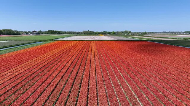 Aerial video from  an orange tulip field in the countryside from the Netherlands
