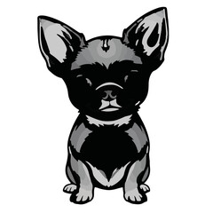 Black Teacup Chihuahua