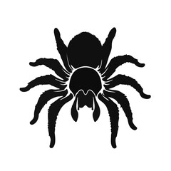 Black Tarantula Illustration