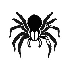 Black Tarantula Image