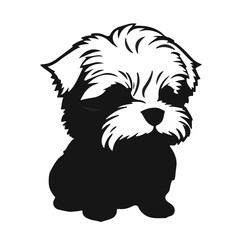 Black Maltese Teacup Pet