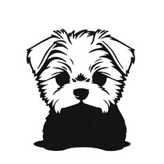 Black Maltese Teacup Pet