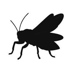 Black Cricket on Tree