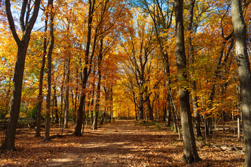 Naklejka premium Seasonal forest. Natural fallen leaves. Autumnal leaves on tree. Autumnal season nature. Bright color fall. Autumn chill weather. Autumn season. Fall leaves change color. Nature fall weather