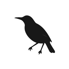 Black-and-White Thrush Bird