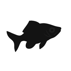 Black Tetra Animal