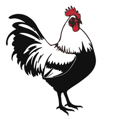 Buff Orpington Chicken