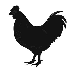 Buff Orpington Chicken Illustration