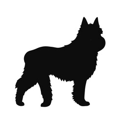 Bouvier-Flandres Pet Portrait