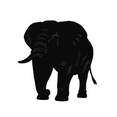 Borneo Elephant