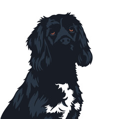 Blue Picardy Spaniel Puppy