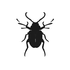 Blister Beetle Animal