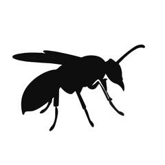 Black Wasp Animal