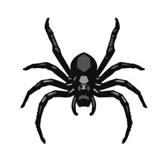 Obraz premium Black Widow Spider