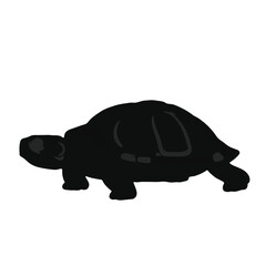 Black Box Turtle