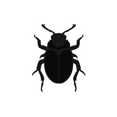 Biscuit Beetle Animal
