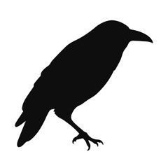 Raven Animal Symbol