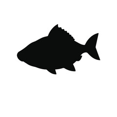 Cubera Snapper Fish Illustration