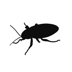 Cuban Cockroach Illustration