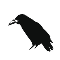 Black Crow Illustration