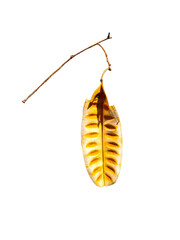 Empty Brown dried seed pod on Transparent Background.	
