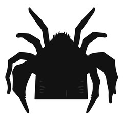 Common House Spider Photograph