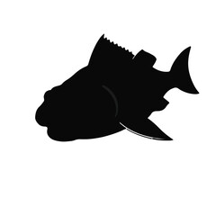 Coelacanth Black Animal