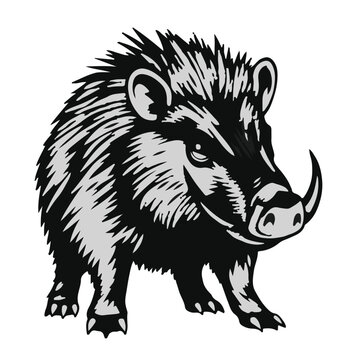 Collared Peccary Illustration