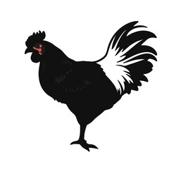 Cochin Chicken Animal
