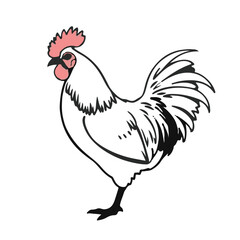 Cochin Chicken Illustration