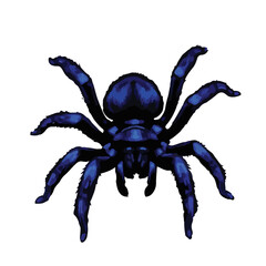 Cobalt Blue Tarantula Image
