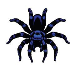Cobalt Blue Tarantula Image