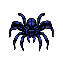 Cobalt Blue Tarantula