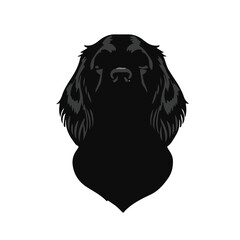 Clumber Spaniel Portrait