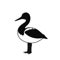 Clark's Grebe Bird