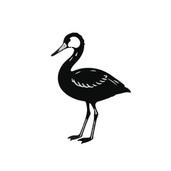 Clark's Grebe Bird Illustration