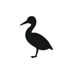 Clark's Grebe Waterfowl